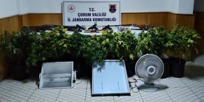 Köy evinde çadır kurup skunk yetiştiren şahsa operasyon