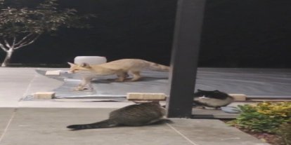 Erzincan’da kedilerin mamasına göz diken tilki kedinin saldırısına uğradı