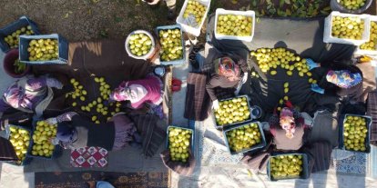 Tarım-ÜFE yıllık yüzde 31,45 arttı, aylık yüzde 1,56 azaldı