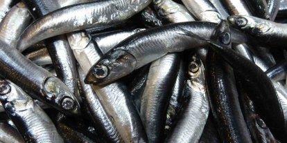 Karadeniz’de hamsi bolluğu sürüyor, mezgit ise birkaç gündür görünmüyor