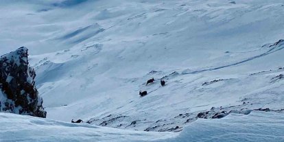 Çatak’ta dağ keçileri görüntülendi