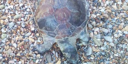 Bodrum’da yavru caretta caretta kıyıya vurdu