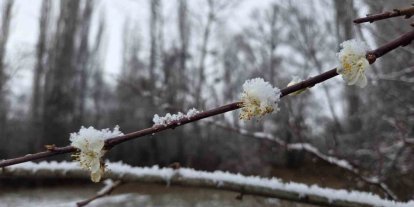 15 gün önce çiçek açan erik ağaçları kar altında kaldı