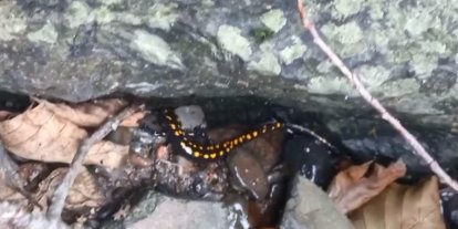 Nesli tehlike altındaki Kafkas semenderi Şavşat’ta görüntülendi