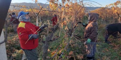 Üzüm bağlarında kadın istihdamı artıyor