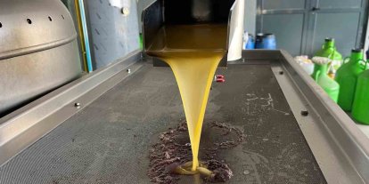 Kara meyve altın sıvıya dönüşüyor