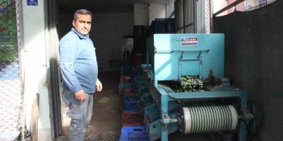 Hasat edilen zeytinler boyuna göre ayrılıyor, fiyatı kaliteyle şekilleniyor