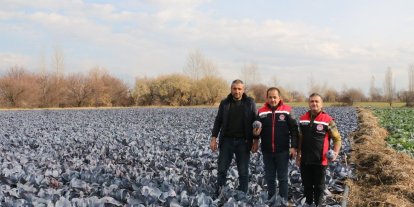 Erzincan’da kış ortasında sebze hasadı
