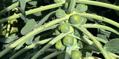 Rusya ve Hollanda lahanayı "Brüksel"den değil İznik’ten alıyor