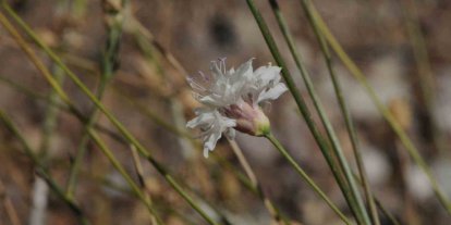 "Çameli pelemiri" bitki literatürüne kazandırıldı