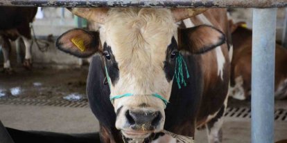 Bolu’da şap kısıtlamaları kaldırıldı