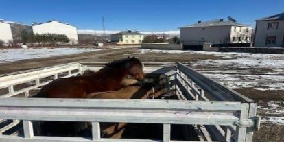 Kış şartları öncesi önlem: Başıboş binek hayvanları toplatıldı