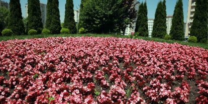 Talas 2026’da rengarenk olacak