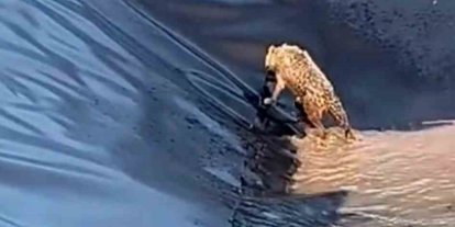 Siirt’te kurt boş havuza düştü