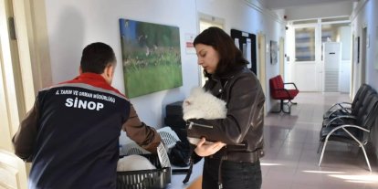 Sinop’ta hayvan kimliklendirme istatistikleri