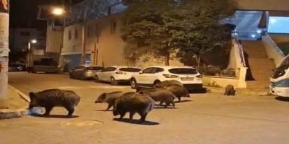 İzmir, sokaklarında domuz sürüleri ile doğal yaşam parkına döndü