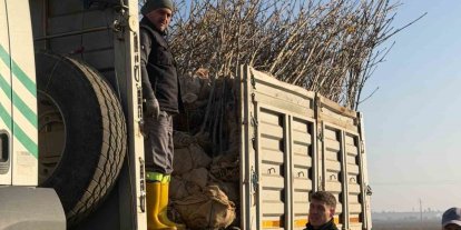 Bandırma’nın 55’inci kırsal mahallesinde 350 ağaç toprakla buluştu