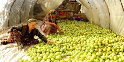 Kırağı vurdu, gök domates seraya taşındı