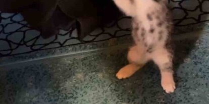 Yavru kedi camide vaaz sırasında cemaatle ve tesbihle oynadı