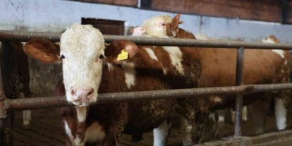 Yüzde 60 hibe aldığı destekle 300 hayvanlık çiftlik kurdu