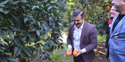 Kaymakam Kumcu, ’Köyceğiz Portakalı’ hasadına katıldı