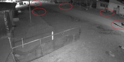 Bayburt’ta 5 kurdun köpeği tuzağa çektiği anlar kamerada