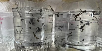 Eğirdir’de yılda 20 bin tıbbi sülük kontrollü ortamda üretiliyor