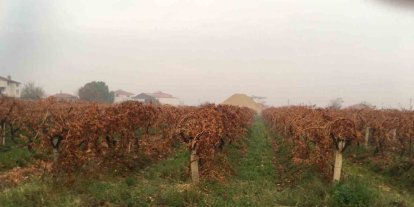 Sağanak yağmur çiftçileri sevindirdi