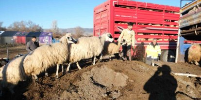 Erzincan’da soğuk hava nedeniyle sürüler yayladan indirildi