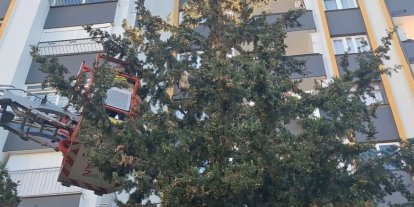 Köpekten kaçan kedi 3 gün ağaçta mahsur kaldı