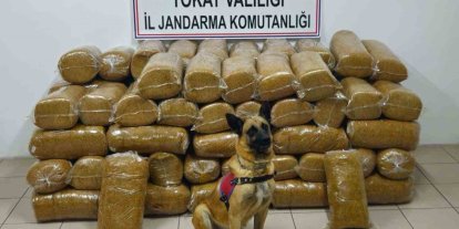 Tokat’ta 485 kilogram kaçak tütün ele geçirildi