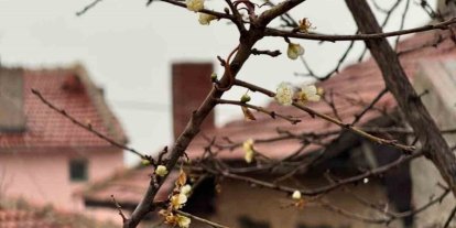 Eskişehir’de kayısı ağacı Aralık ayında çiçek açtı