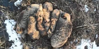 Kars'ta Yumak Halinde Uyuyan Domuz Ailesi Görüntülendi