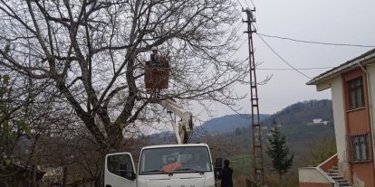 Ordu’da elektrik tellerine temas eden ağaç dalları kesildi