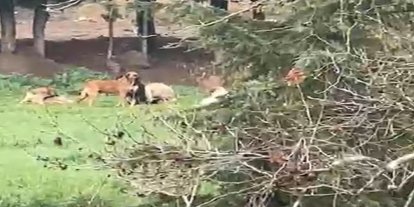 Derince’de başıboş köpek tepkisi: "30’a yakın köpek bir arada dolaşıyor"