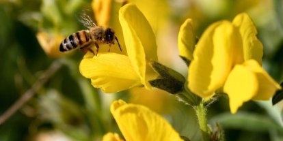 Koruma Altındaki ‘Eber Sarısı’yla ilgili önemli açıklama