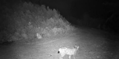 ’Ormanın hayaleti’ vaşak kamerada