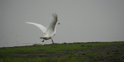 Samsun’da yaban hayatına merhamet eli