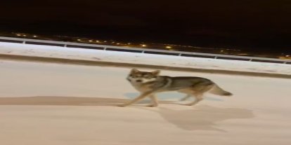 Ardahan’da şehre inen kurt görüntülendi