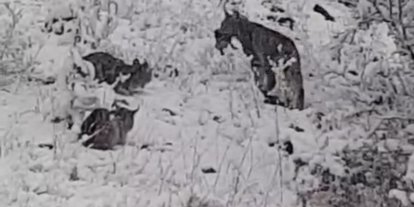 Elazığ’da vaşak ailesi görüntülendi