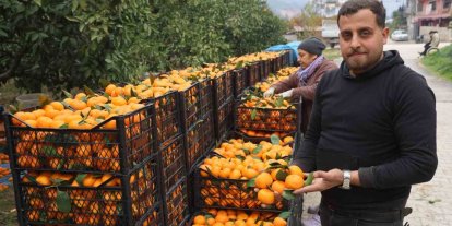 Tarla fiyatı 2 TL’ye kadar gerileyen mandalina üreticilerinden market fiyatlarına tepki