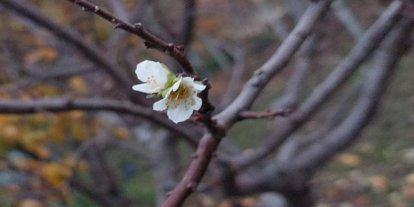 İnatçı erik soğukta çiçek açtı