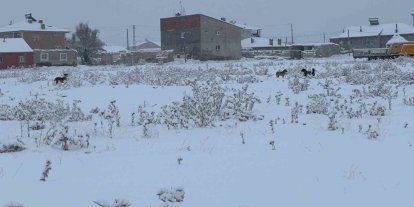 Diyadin’de başıboş köpekler tedirgin ediyor