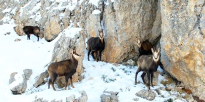 Munzur’un beyaz zirvesinde şamualar görüntülendi