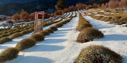 Derebucak’ta mor bahçeler beyaza büründü, barajlara su geldi