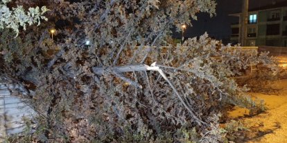 İnegöl’de rüzgarın etkisiyle ağaç devrildi