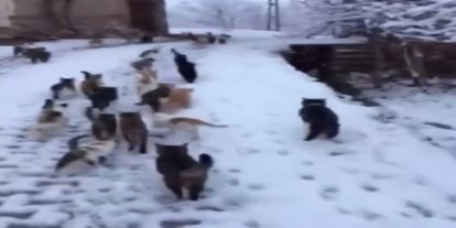 Soğuk kış günlerinde yürek ısıtan görüntüler Erzincan’dan