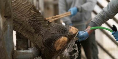 İzmir’de fillere hayat kurtaran ayak bakımı