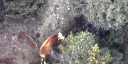 İneği kaybolan çiftçinin imdadına AFAD ve jandarma yetişti