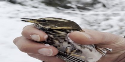 Donmak üzere olan kuşu aracına alarak ısıttı